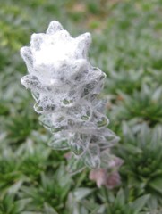 Lasiocephalus ovatus