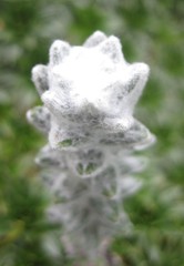 Lasiocephalus ovatus