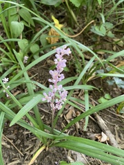 Liriope graminifolia