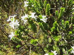 Veronica pauciramosa