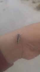 Cicindelina