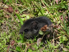 Peromyscus melanotis