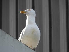 Larus argentatus