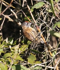 Picumnus nebulosus