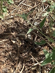 Aspidoscelis exsanguis