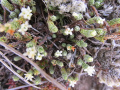 Kelleria villosa