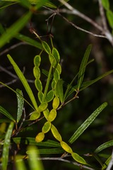Arthroclianthus