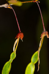 Arthroclianthus