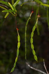 Arthroclianthus