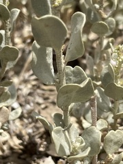 Atriplex obovata