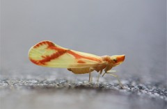 Otiocerus coquebertii