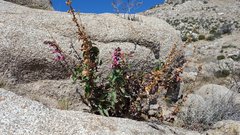 Penstemon clevelandii clevelandii