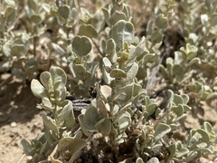 Atriplex obovata