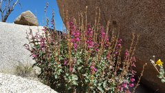Penstemon clevelandii clevelandii