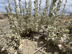 Atriplex obovata