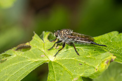 Machimus notatus