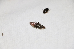 Desmia subdivisalis