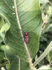 Tetraopes annulatus
