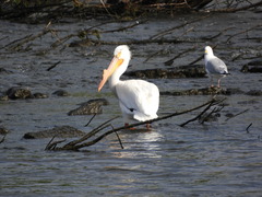 Pelecanus erythrorhynchos