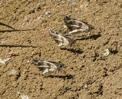 Heliopetes domicella