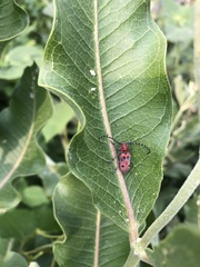 Tetraopes annulatus