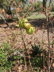 Amphibolips confluenta