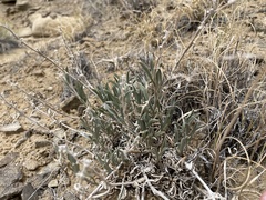 Oreocarya suffruticosa