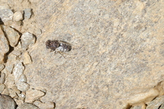 Oestridae