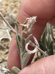 Oreocarya suffruticosa