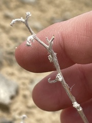 Oreocarya suffruticosa