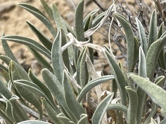 Oreocarya suffruticosa