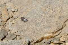 Oestridae