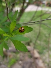 Harmonia axyridis