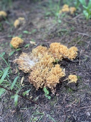 Ramaria flava