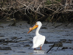 Pelecanus erythrorhynchos