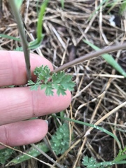 Corydalis micrantha