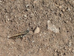 Cratypedes neglectus