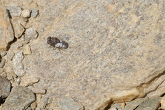 Oestridae