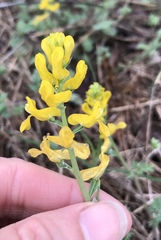 Corydalis micrantha