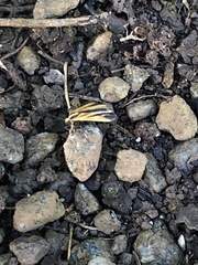 Dioptinae