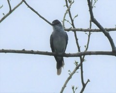 Sirystes albogriseus