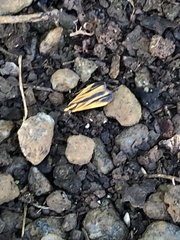 Dioptinae