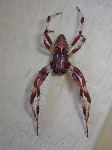 Marbled orbweaver