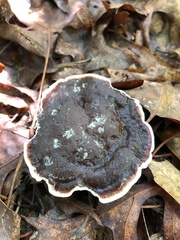 Phellodon tomentosus