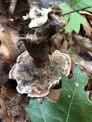 Phellodon tomentosus