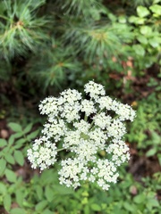 Angelica venenosa