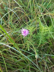 Liatris cymosa