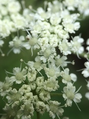 Angelica venenosa