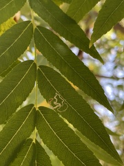 Stigmella longisacca