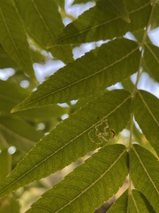 Stigmella longisacca